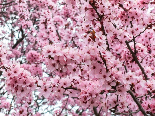 Une Fleur Cerisier Également Connue Sous Nom Cerisier Japonais Sakura — Photo
