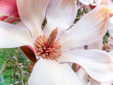 Magnolia sprengeri var. diva Diva Pink magnolia, Winter flowers clipart