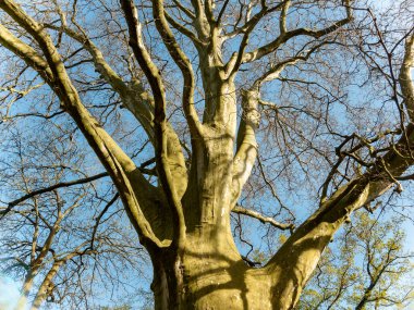 Bakır kayın Fagus sylvatica purpurea ağaç gövdeleri ve çıplak dallar