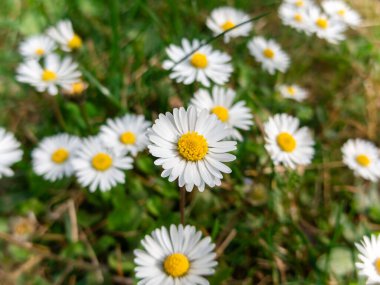 OXEYE DAISY Leucanthemum vulgare baharda kapanıyor