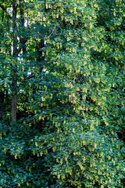 Yazın başında Avusturya 'da yeşil bitki ve ağaçlar