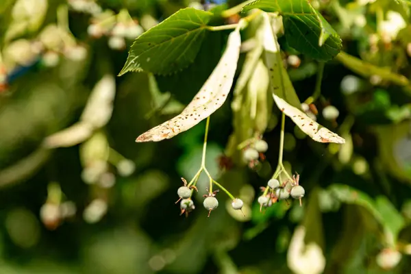 stock image Green plant and trees in Austria at the early summer