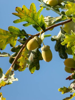 Meşe ağacında meşe palamudu. Gücün sembolü, meşe ağaçları birçok ekosistem için hayati önem taşır.