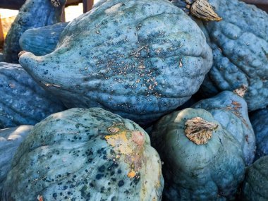 Sonbahar Balkabakları: Hasat, Renkler ve Rahat Titreşimler