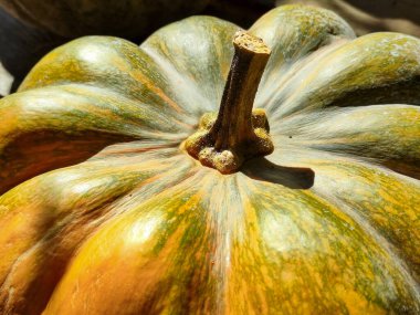 Sonbahar Balkabakları: Hasat, Renkler ve Rahat Titreşimler