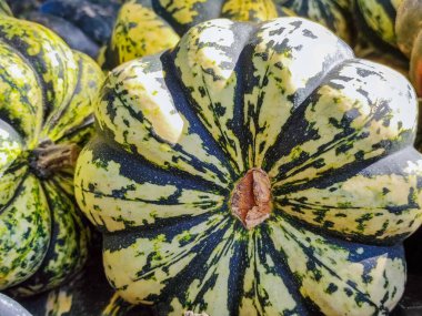 Sonbahar Balkabakları: Hasat, Renkler ve Rahat Titreşimler