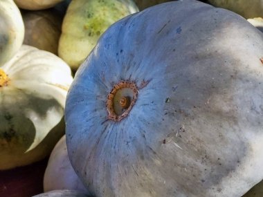 Sonbahar Balkabakları: Hasat, Renkler ve Rahat Titreşimler