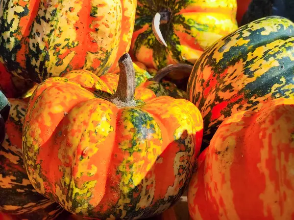 stock image Autumn Pumpkins: Harvest, Colors, and Cozy Vibes