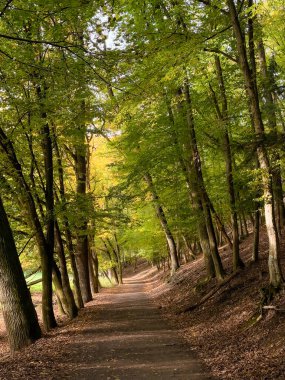 Obora Holedna park manzaralı orman Brno, Çek Cumhuriyeti yakınlarında sonbaharda