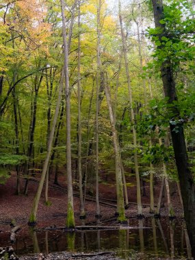 Obora Holedna park manzaralı orman Brno, Çek Cumhuriyeti yakınlarında sonbaharda