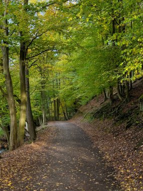 Obora Holedna park manzaralı orman Brno, Çek Cumhuriyeti yakınlarında sonbaharda