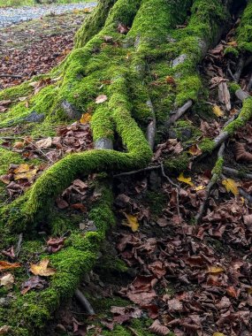 Obora Holedna park manzaralı orman Brno, Çek Cumhuriyeti yakınlarında sonbaharda