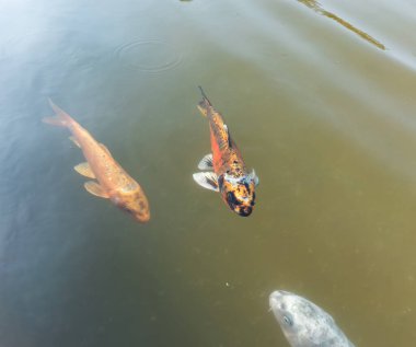 Serene koi balığı, sakin gölet suyunda yüzer, yumuşak dalgalar ve açık havada huzur içinde yüzer.