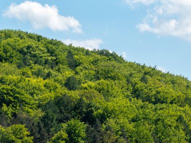 Parlak yeşil yapraklar, açık mavi bir gökyüzünün altında doğanın güzelliğini gözler önüne seren bir yamacı kaplıyor. Canlı ağaçlar sakin bir atmosfer yaratıyor. Açık hava aktiviteleri ve rahatlama için ideal..