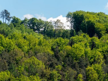 Canlı bir orman, parlak mavi bir gökyüzünün altında değişik yeşil tonlara sahip çeşitli ağaçlar sergiliyor. Güneş ışığı bu huzurlu ortamın doğal güzelliğini arttırır..