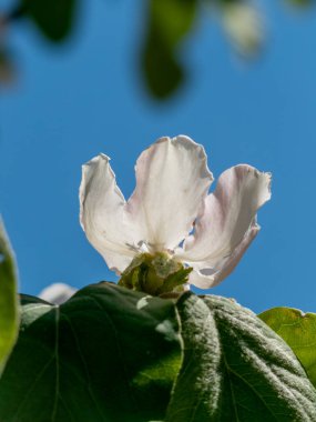 Pembe kenarları olan narin beyaz bir çiçek, açık mavi gökyüzüne karşı çiçek açar. Bahar mevsiminde bahçedeki yemyeşil yapraklarla çerçevelenir ve doğanın güzelliğini gözler önüne serer..