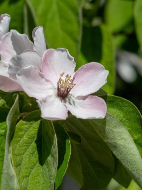 Narin pembe bir çiçek yemyeşil yaprakların arasında açar. Bahar mevsiminde sakin bir bahçede doğanın güzelliğini gösterir..