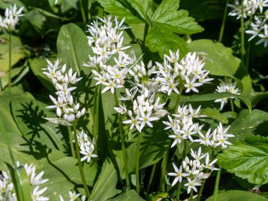 Sayısız canlı beyaz kır çiçeği kümeleri bir orman ortamında zengin yeşil yapraklar arasında gelişir. Sıcak güneş ışığı, baharın gelişini işaret ederek, onların karmaşık güzelliklerini vurgular..