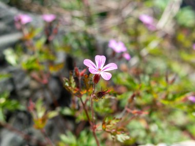 Tek bir pembe kır çiçeği, yemyeşil yeşilliklerin arasında duruyor. Parlak güneş ışığıyla aydınlatılıyor. Doğanın narin detaylarının güzelliğini gösteriyor..