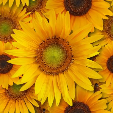 Arı tarlası dokusuyla kusursuz yaz ayçiçeği