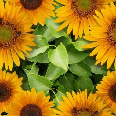 Yaprak tarlası ve arı dokusuyla kusursuz yaz ayçiçeği.