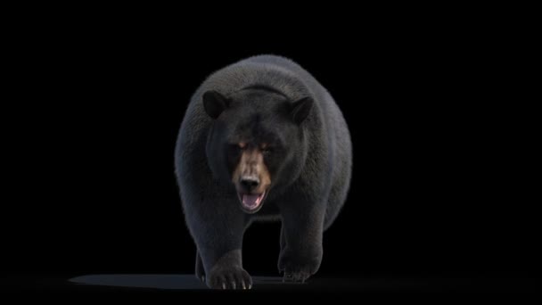 Хождение Черного Медведя Ревущая Анимация — стоковое видео