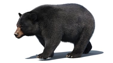 Black Bear Animated Furry 3D Model clipart