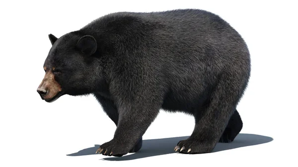 黑熊动画毛绒玩具3D模型 — 图库照片