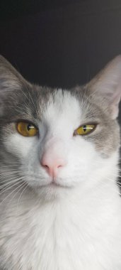 Kedinin gururlu bakışı