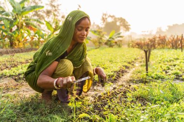 Batı Bengal - Hindistan - 20 Kasım 2023: Geleneksel Hint sarisi elbiseli bir kadın çiftçi kırsaldaki sebze bahçesinde gün doğumunda gülümserken görülüyor