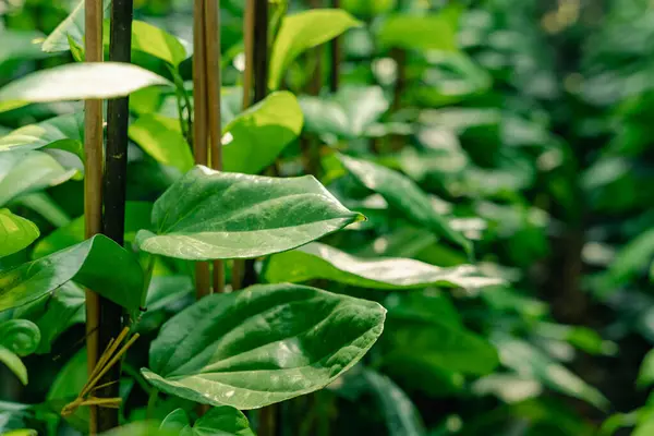 stock image Close up of fresh green Betel Leaf (Piper Betle). Betel leaves are used for chewing in India