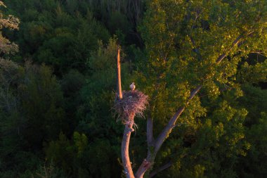 Close up aerial view of the nest of white stork bird with nestlings at sunrise with warm light, nesting on a top of a tree. Wildlife seen in the wild forest environment clipart