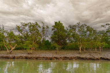 Sundarbans mangrovları, Ganj sularından muson mevsimi boyunca bulutlu bir günde görülür..