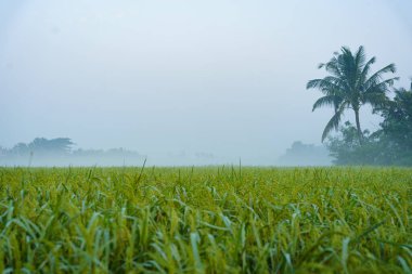 Paddy Fields pirinç bitkileri, dünyanın en büyük mangrov ormanları olan Hindistan 'ın Sundarbans ormanlarında yakın görülür. Hindistan 'ın kırsal kesimindeki el değmemiş yaşam alanı.