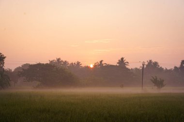 Paddy Fields pirinç bitkileri gündoğumunda dünyanın en büyük mangrov ormanları olan Hindistan 'ın Sundarbans ormanında görülür. Hindistan 'ın kırsal kesimindeki el değmemiş yaşam alanı.