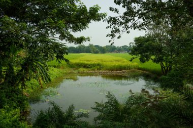 Paddy fields and water channels and lakes are seen in the landscape of the indian Sundarbans, the largest mangroves forest in the world. Pristine rural habitat in the countryside of India clipart