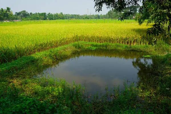 stock image Paddy fields and water channels and lakes are seen in the landscape of the indian Sundarbans, the largest mangroves forest in the world. Pristine rural habitat in the countryside of India