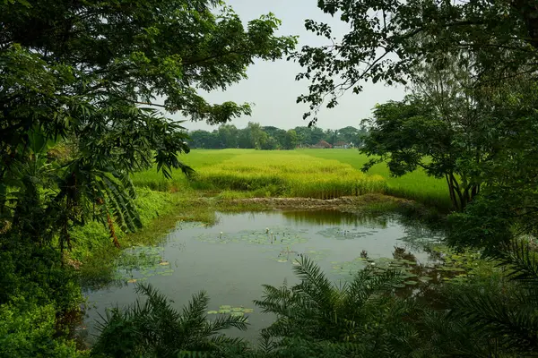 stock image Paddy fields and water channels and lakes are seen in the landscape of the indian Sundarbans, the largest mangroves forest in the world. Pristine rural habitat in the countryside of India