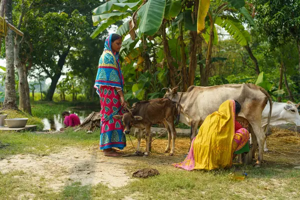 stock image Sundarbans, India - 20 October 2023: an indian woman farmer in traditional sari is seen milking a cow at her farm in rural India. Indian woman at work