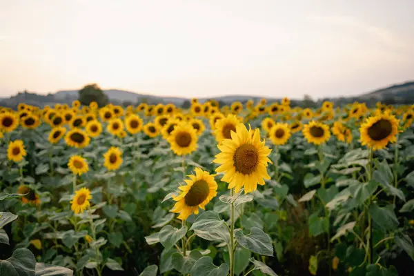 stock image Close up of blooming yellow sunflowers in blossoming sunflower field during summer season at sunset, before harvest season. Concept of sunflowers crop cultivation and farming in agriculture in France.