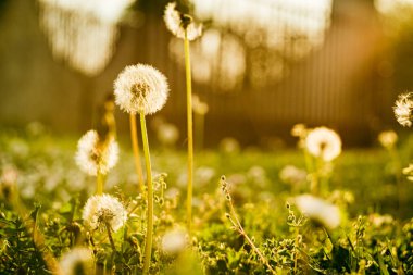 Karahindiba hava topları (Taraxacum officinale) gün batımında, yakın çekim. Bir karahindiba görüntüsü, yaz boyunca gün batımına karşı üfleme topları