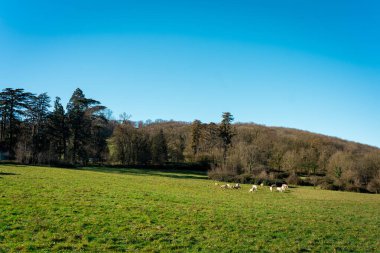 Cows in a pasture in the Ariege region in France. Landscape with cows, concept of cows farming in the countryside clipart