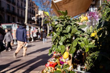 Plants at a market stall in the Las Ramblas street in the city center, a popular tourist spot. Concept of travel and tourism in Spain clipart