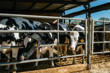 Yoğun bir çiftlikte inekler. Sığır çiftliği, sığır çiftliği..