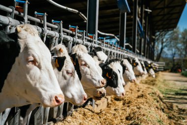 Yoğun bir çiftlikte inekler. Sığır çiftliği, sığır çiftliği..