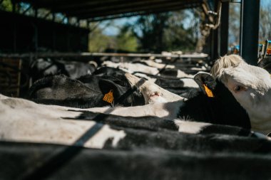 Yoğun bir çiftlikte inekler. Sığır çiftliği, sığır çiftliği..