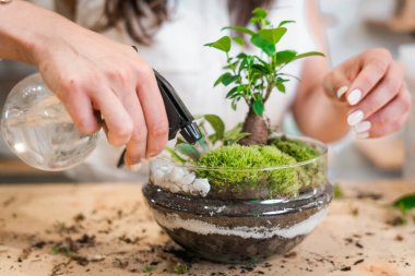 Ahşap masanın üzerindeki çiçekçide cam kavanozda kadın eli olan teraryumun kapağını kapat. Minyatür bahçe ekosistemi