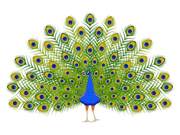Cartoon Peacock Beautiful Bird Ornamental Feathers — Stock Vector