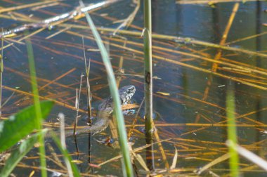 Sudaki çim yılanı