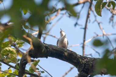 Ormandaki bir ağaç gövdesinde beyaz bir balıkçıl..